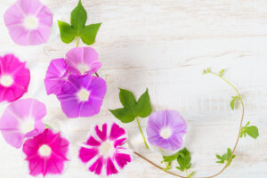 8月営業日のお知らせ